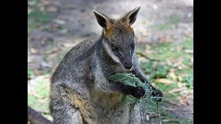 5 Facts About The Wallaby [upl. by Brandea]