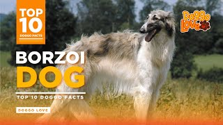 Borzoi  The Borzoi Dog Breed  Top 10 Borzoi Dog Facts from Doggo Love [upl. by Oicirtap380]