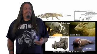 Systematic Classification of Life  ep42 Hominidae [upl. by Ikciv]