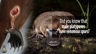 Did you know that male platypuses have venomous spurs [upl. by Paulette]