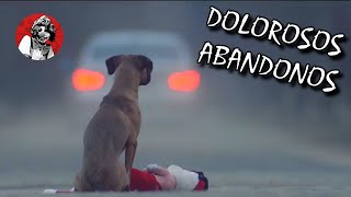 Los 6 abandonos de perritos más tristes que te harán llorar  Oscar Jack [upl. by Leis]