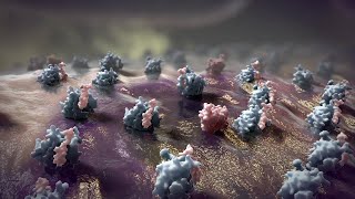 Apoptosis Animation [upl. by Noseyt431]