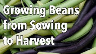 Growing Beans from Sowing to Harvest [upl. by Irbua]