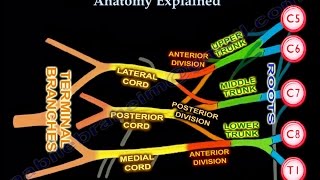 Lumbar Plexus  Everything You Need To Know  Dr Nabil Ebraheim [upl. by Yliak114]