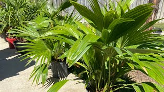 Chinese fan palm Livistona chinensis palm review [upl. by Thirion]