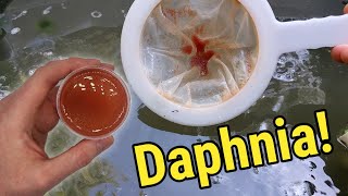 How I Culture Daphnia In Outdoor Tubs [upl. by Adnauqahs]