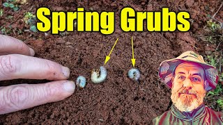 Treating Spring Lawn Grubs [upl. by Alyahc363]