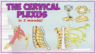 The Cervical Plexus [upl. by Vijar]