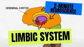 2Minute Neuroscience Limbic System [upl. by Ayahsey]