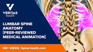 Lumbar Spine Anatomy Peerreviewed Medical Animation [upl. by Kubetz808]