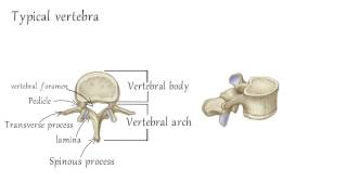 Cervical Vertebrae Anatomy [upl. by Ahsiekrats185]