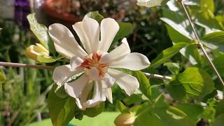 Calycanthus Venus  allspice sweetshrub spicebush hybridvery fragrant plant for a UK small garden [upl. by Clayborne539]