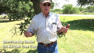 How And When To Properly Prune Your Oak Trees [upl. by Herzel]