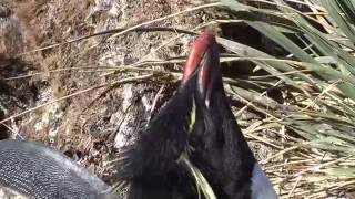 Rockhopper penguin calling for something [upl. by Shirlie]