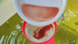 How to culture daphnia  Daphnia culture  How to grow daphnia outdoor [upl. by Prudence]