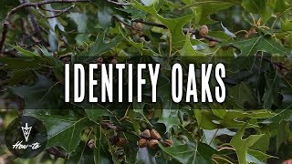 How To Identify Oak Trees [upl. by Grieve]