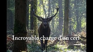 Charge dun cerf suivi de 4 autres en battue [upl. by Eicart880]