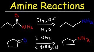 Amine Synthesis Reactions [upl. by Deeas]