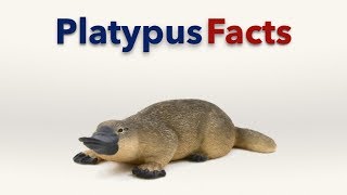 Platypus Facts [upl. by Jan810]