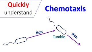 Chemotaxis [upl. by Nahgiem]