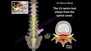 L5 Nerve Root  Everything You Need To Know  Dr Nabil Ebraheim [upl. by Devin934]