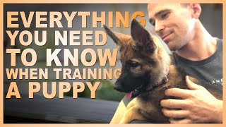 Everything You NEED TO KNOW When Training Your PUPPY [upl. by Evvie186]