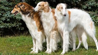 10 ELEGANT Facts About The Borzoi Dog Russian Wolfhound [upl. by Assirehc181]