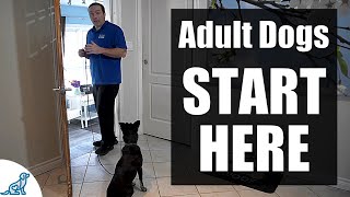 The First Steps For Training Your RescueRehomedAdult Dog [upl. by Lustick]