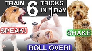 How to Train your Puppy 6 Tricks in 1 Day [upl. by Eerhs793]