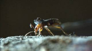 Bombardier beetle  filmed 2009 [upl. by Ailam]