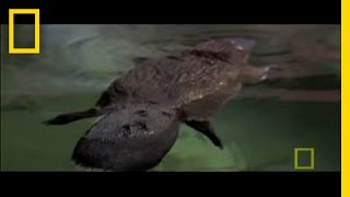 Platypus Habitat and Behavior [upl. by Ahsatsana642]