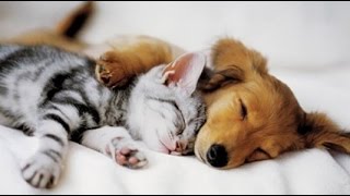 Top 10 Cats and Dogs best friends [upl. by Henderson518]