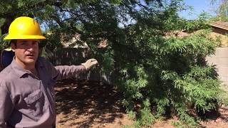 Tree Pruning Reduction Vs Thinning Arborist Advice [upl. by Armington]