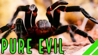 Mexican Red Rump Tarantula BrachypelmaTliltocatl vagans Care amp Facts [upl. by Yong]