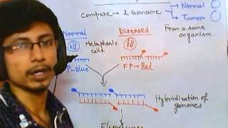 Comparative genomic hybridization [upl. by Acirrej]