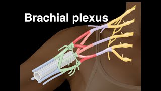 Brachial plexus [upl. by Hentrich]