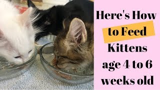 What amp How to Feed Kittens age 4 to 6 Weeks old [upl. by Irehc]