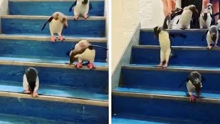 Adorable Penguins Hops Down Stairs [upl. by Seltzer]