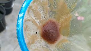 How to culture daphnia moina in a small container Part 1 English Subtitle [upl. by Farrar217]