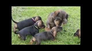 Wirehaired dachshund Tommy meets his 6weeksold puppies [upl. by Lacram634]