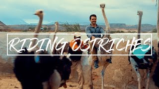 RIDING OSTRICHES in Oudtshoorn [upl. by Juliano]