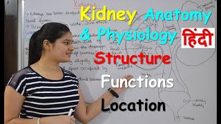 Kidney anatomy amp physiology in Hindi  Structure  Functions  Location [upl. by Aihsenad]