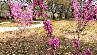 Eastern Redbud Cercis canadensis [upl. by Ronile]