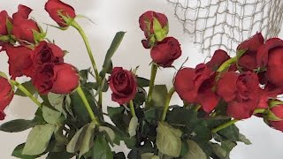 How To Revive Wilted Roses Time Lapse [upl. by Caputo]