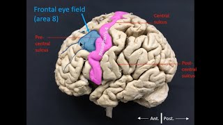 Frontal eye field [upl. by Magnum]