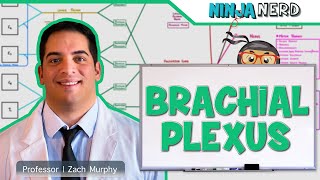 Neurology  Brachial Plexus [upl. by Leola]