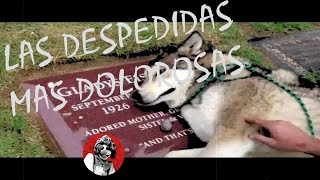 Las 10 despedidas más dolorosas de los animales a sus dueños Parte 1  Oscar Jack [upl. by Murrah]