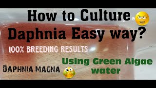 Daphnia MagnaHow to Culture Daphnia Easy wayCulturing Daphnia using Green water Daphnia [upl. by Forcier]