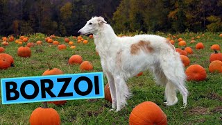 Borzoi Dog Breed  TOP 10 Interesting Facts [upl. by Erodroeht]