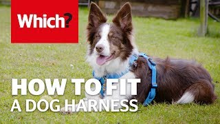 How to fit a dog harness [upl. by Llerraj]